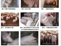 使用福源康后